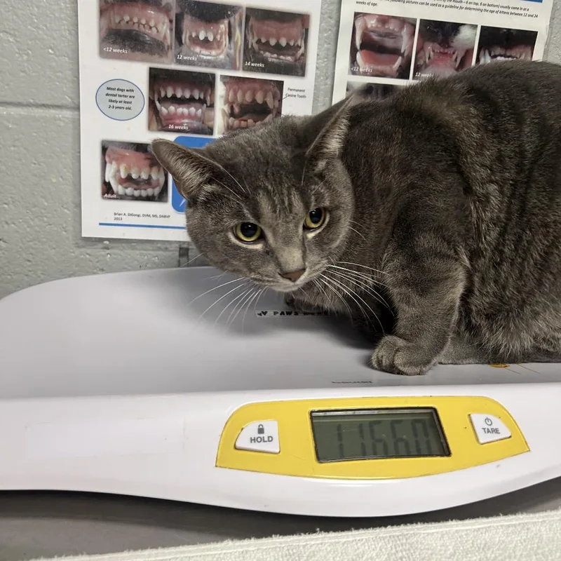 An adult large-sized male Black Domestic Short Hair cat named Baron for adoption in West Olive, MI