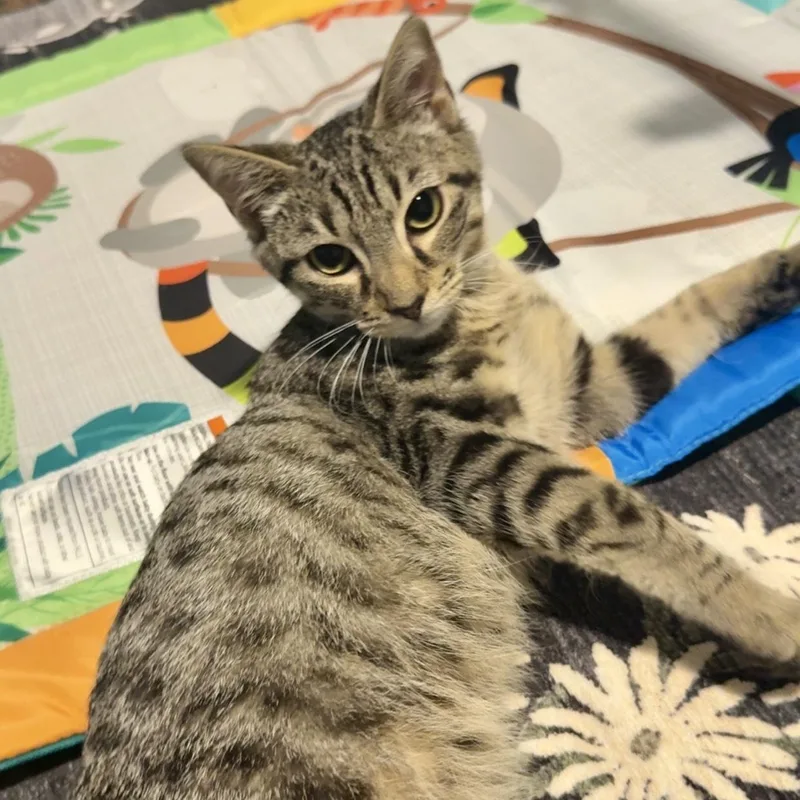 A baby small-sized male Tabby (Buff / Tan / Fawn) Domestic Short Hair cat named Swiss Cheese for adoption in Richmond, VA