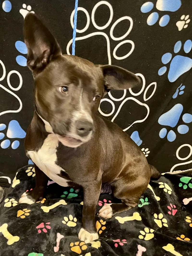 Mama Bear thumbnail 2