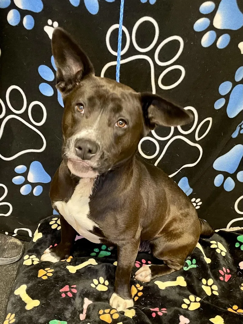 Mama Bear thumbnail 3