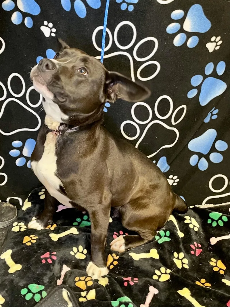 Mama Bear thumbnail 4