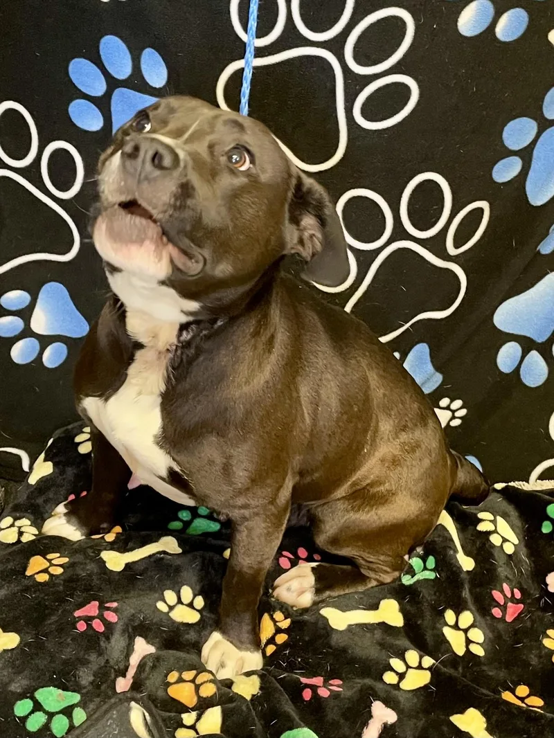 Mama Bear thumbnail 5