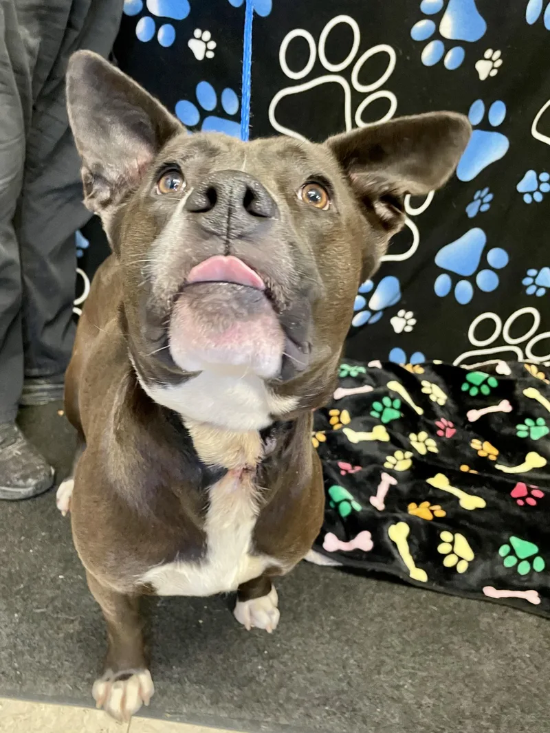 Mama Bear thumbnail 6