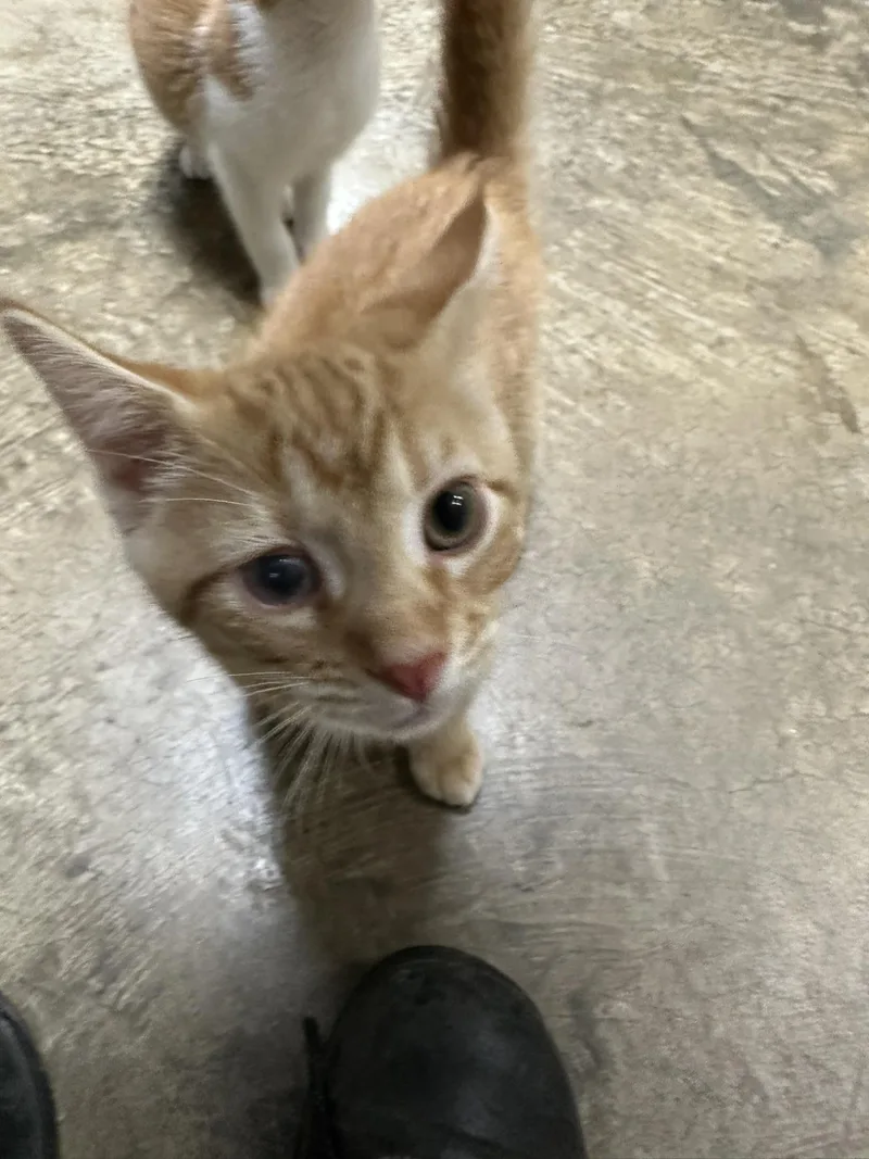A baby medium-sized male Tabby (Orange / Red) Domestic Short Hair cat named Lucky for adoption in Collierville, TN