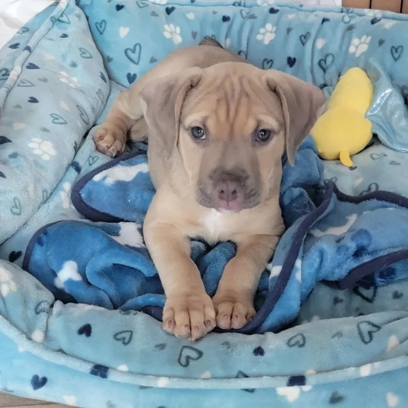 A baby medium-sized female Apricot / Beige American Staffordshire Terrier dog named Sophia for adoption in Houston, TX