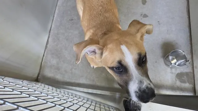 A young small-sized male Anatolian Shepherd dog named Scout for adoption in Santa Barbara, CA