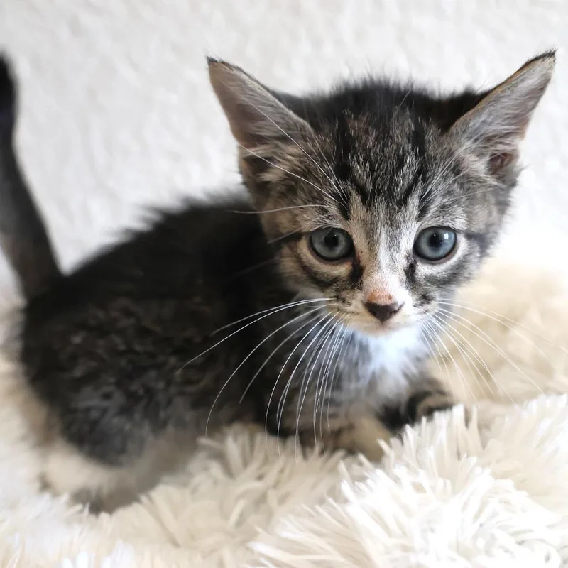 A baby small-sized female Brown / Chocolate Domestic Short Hair cat named Talia for adoption in Chaska, MN