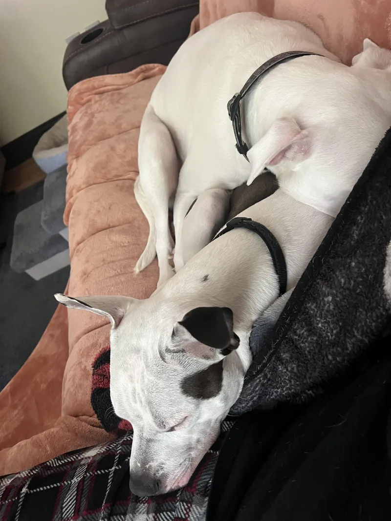 An adult medium-sized male White / Cream American Staffordshire Terrier dog named Titan for adoption in Voorhees, NJ