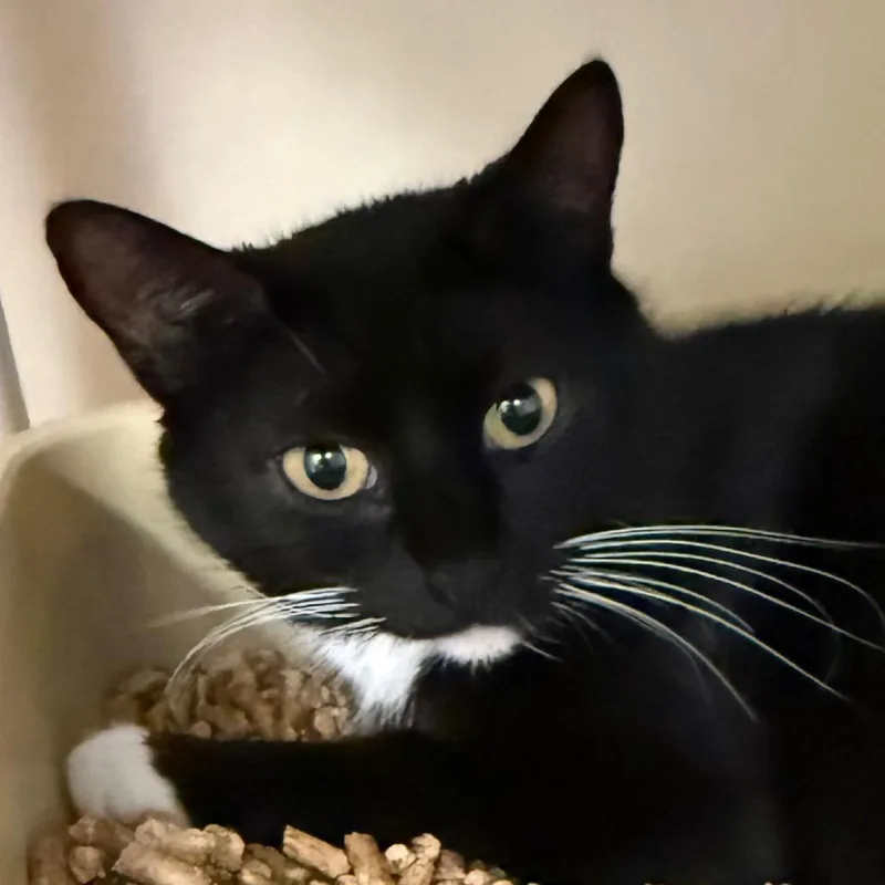 An adult medium-sized female Domestic Short Hair cat named Laguna for adoption in Cumming, GA