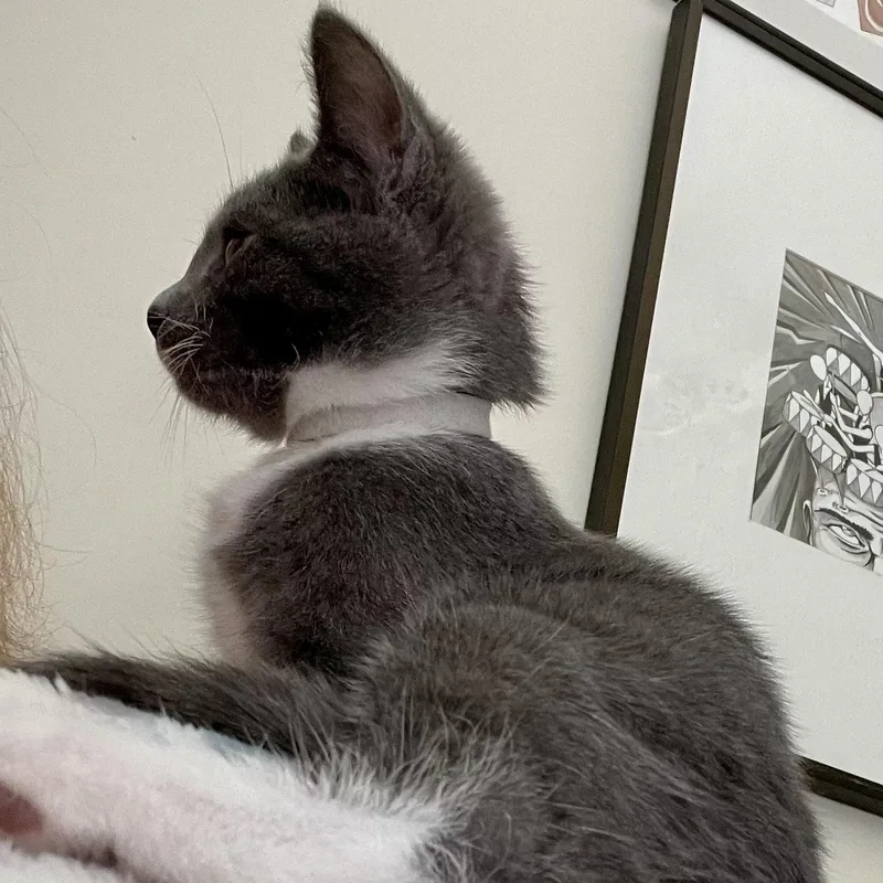 A baby small-sized female Gray & White Domestic Short Hair cat named Curio for adoption in Richmond, VA