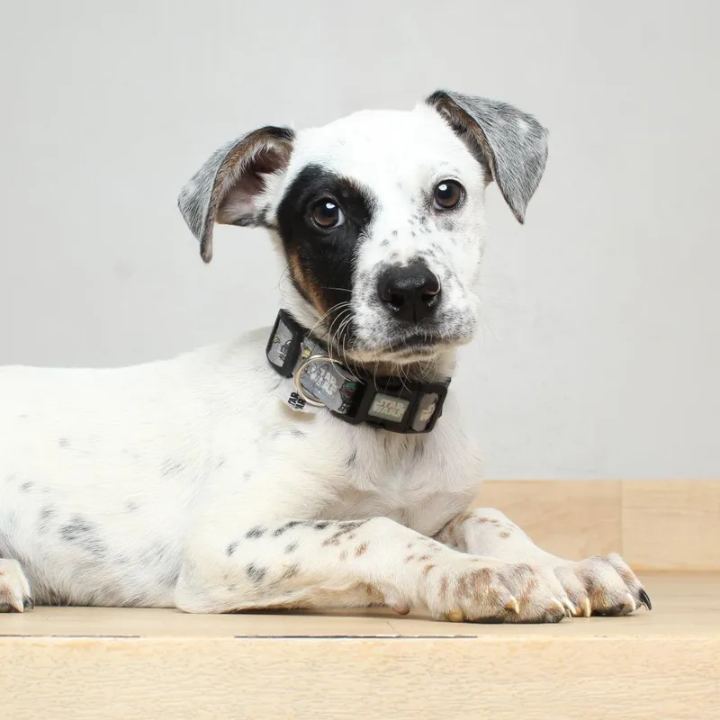 A baby medium-sized female White / Cream Australian Cattle Dog / Blue Heeler dog named Jumbah D for adoption in Minnetonka, MN
