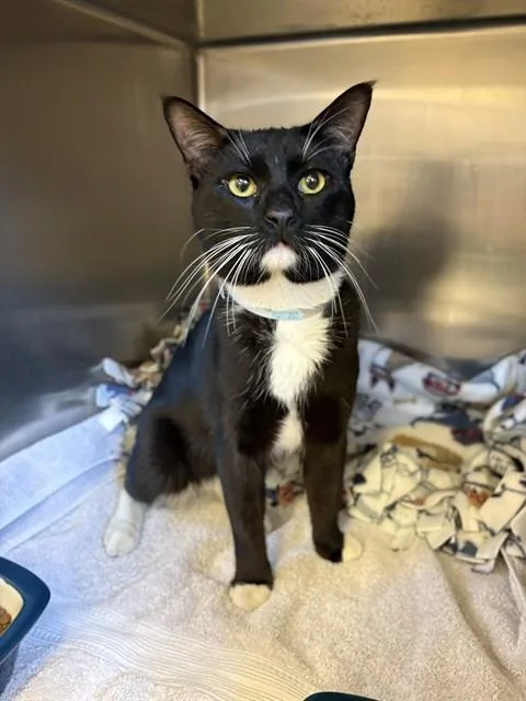 A young medium-sized male Domestic Short Hair cat named Mbappe for adoption in Castaic, CA