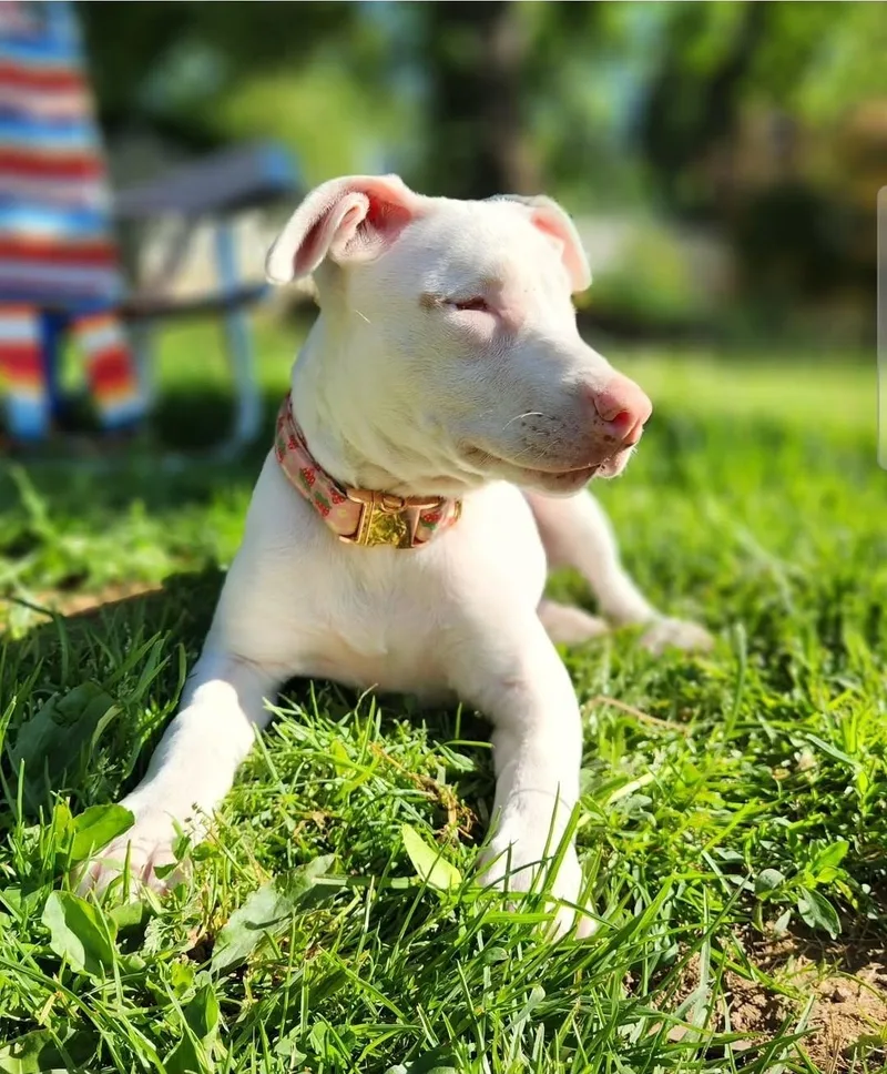 A baby medium-sized female White / Cream American Staffordshire Terrier dog named Braille for adoption in Manchester, MD