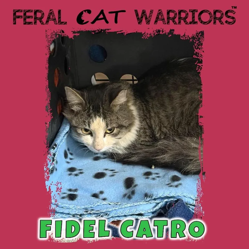 An adult small-sized male Brown / Chocolate Domestic Short Hair cat named Fidel Catro for adoption in Kingman, AZ
