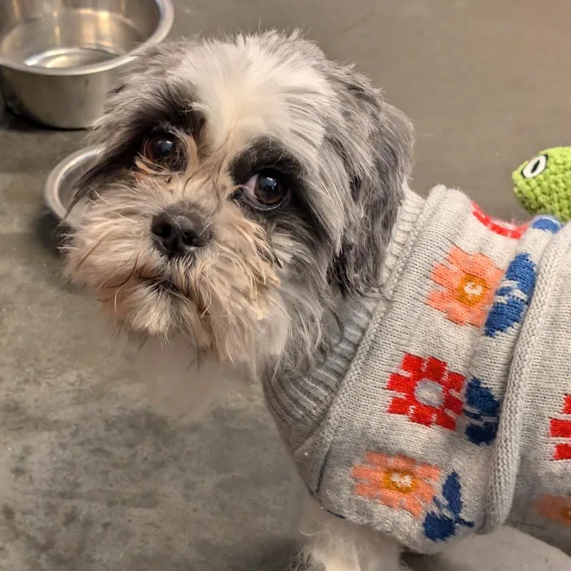 An adult small-sized female Gray / Blue / Silver Shih Tzu dog named Lavender for adoption in Newark, DE