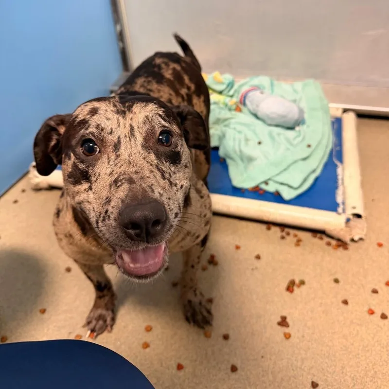 An adult medium-sized female Gray / Blue / Silver Pit Bull Terrier dog named Shuri for adoption in Lynchburg, VA
