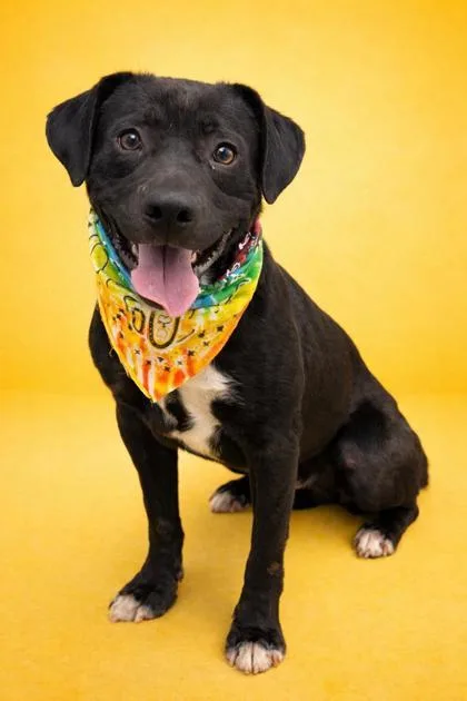 A young medium-sized male Pit Bull Terrier dog named Tramp for adoption in Seagoville, TX