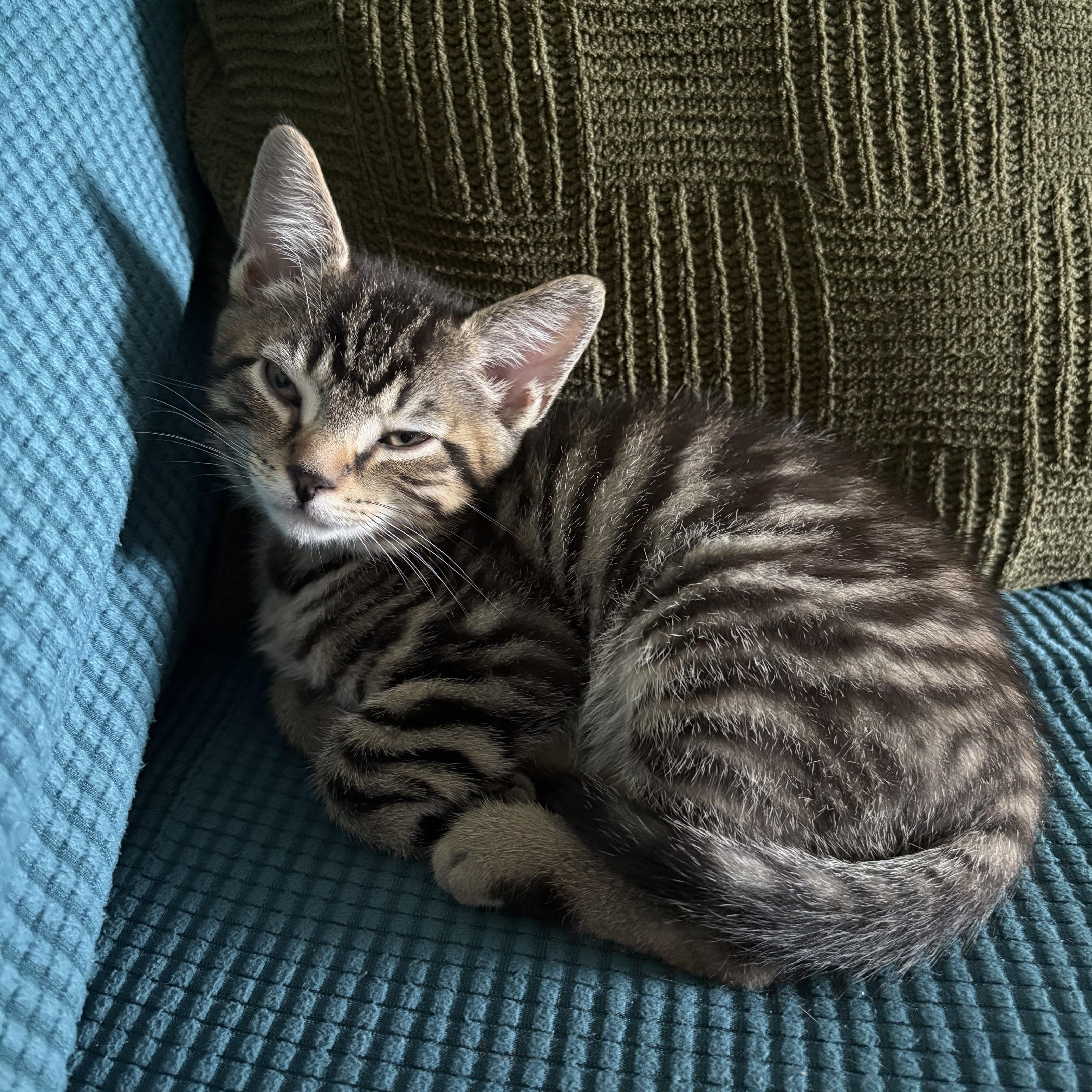 A baby small-sized male Domestic Short Hair cat named Hatton for adoption in Warminster, PA