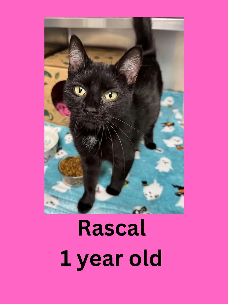 An adult medium-sized female Black Domestic Short Hair cat named Rascal for adoption in Ravenna, OH