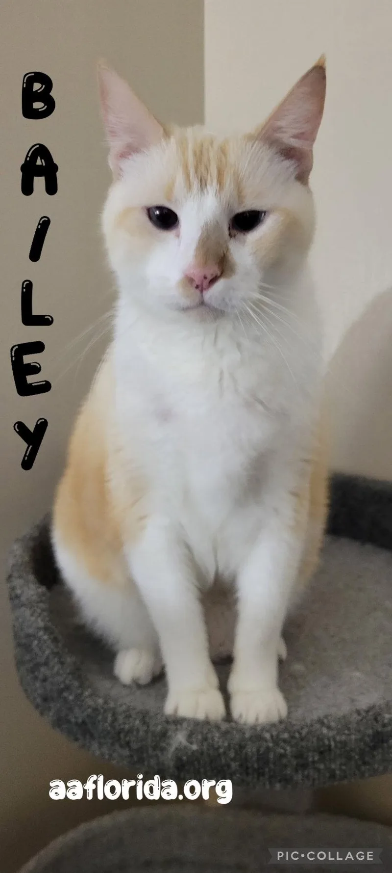 A young medium-sized male Buff / Tan / Fawn Siamese cat named Bailey Cyd for adoption in Pensacola, FL
