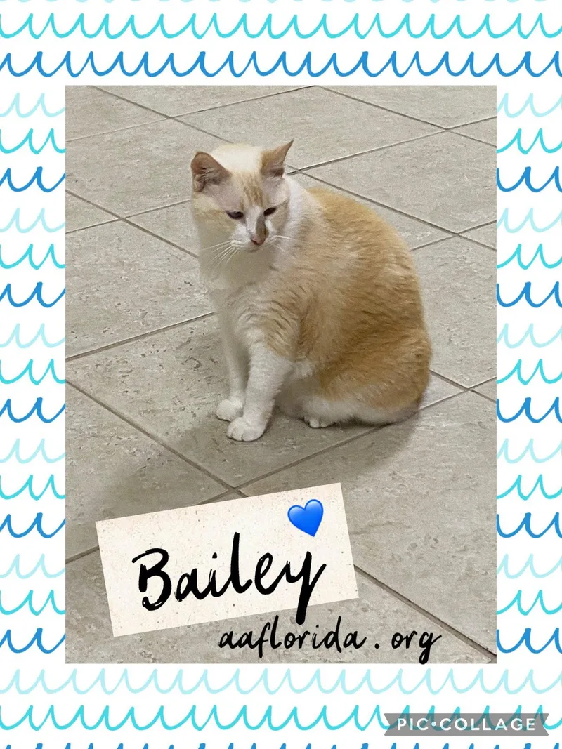 Bailey Cyd thumbnail 2