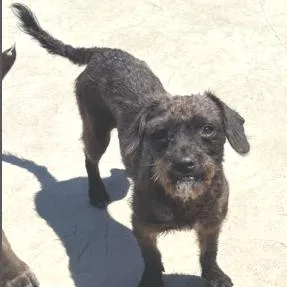 Cooper