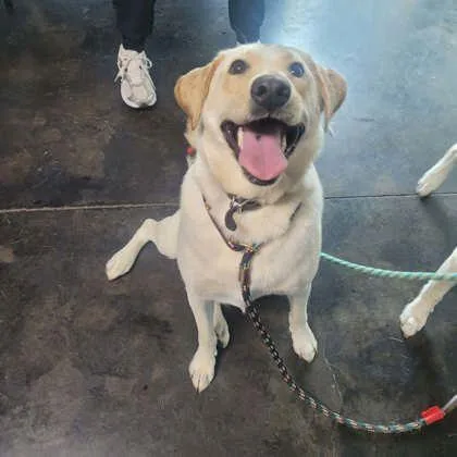 An adult large-sized female Mixed Breed dog named Mattie for adoption in Memphis, TN