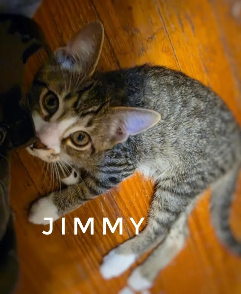 A baby small-sized male Domestic Short Hair cat named Jimmy for adoption in Deltona, FL