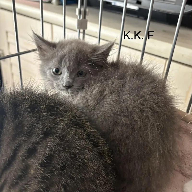 A baby medium-sized female Gray / Blue / Silver Domestic Short Hair cat named K.k. for adoption in White Bluff, TN