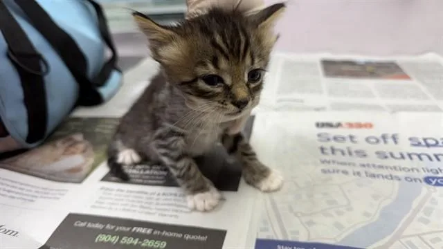 A baby small-sized female Domestic Short Hair cat named Mikko for adoption in Jacksonville, FL