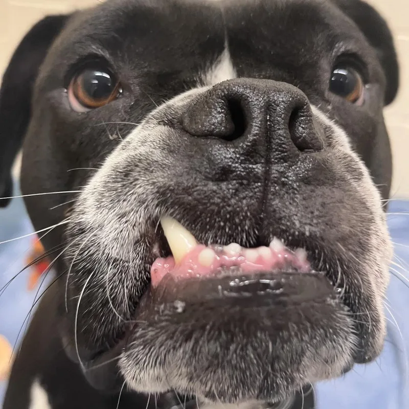 An adult large-sized female Black American Bulldog dog named Vega for adoption in Brockton, MA