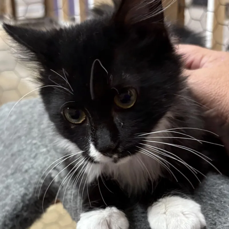 A baby medium-sized male Black & White / Tuxedo Domestic Medium Hair cat named Zip for adoption in Faribault, MN