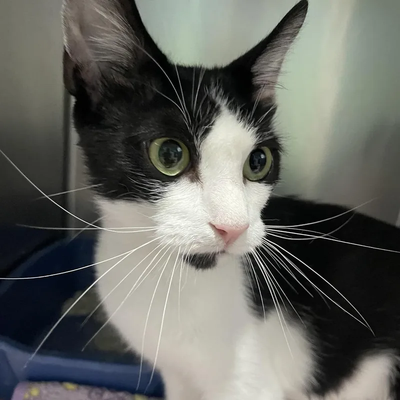 An adult medium-sized female Black Domestic Short Hair cat named Carol for adoption in Newport, NC
