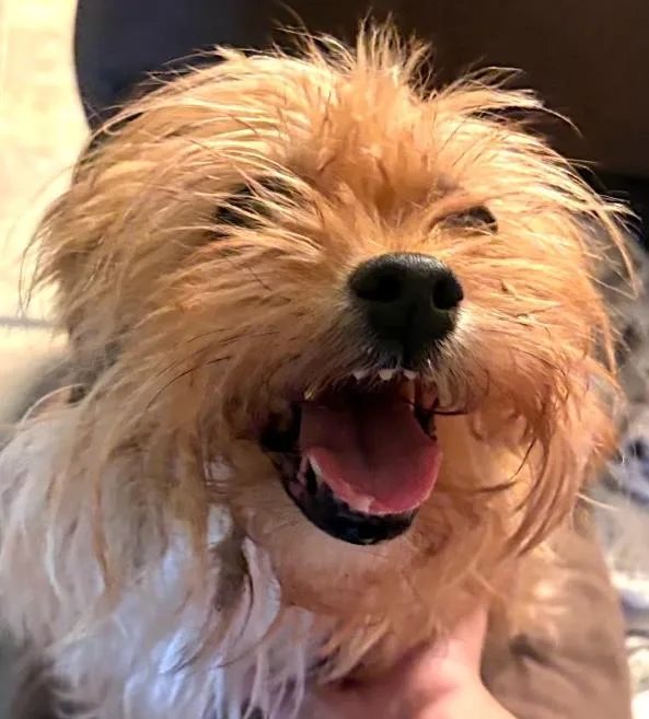 Bailey