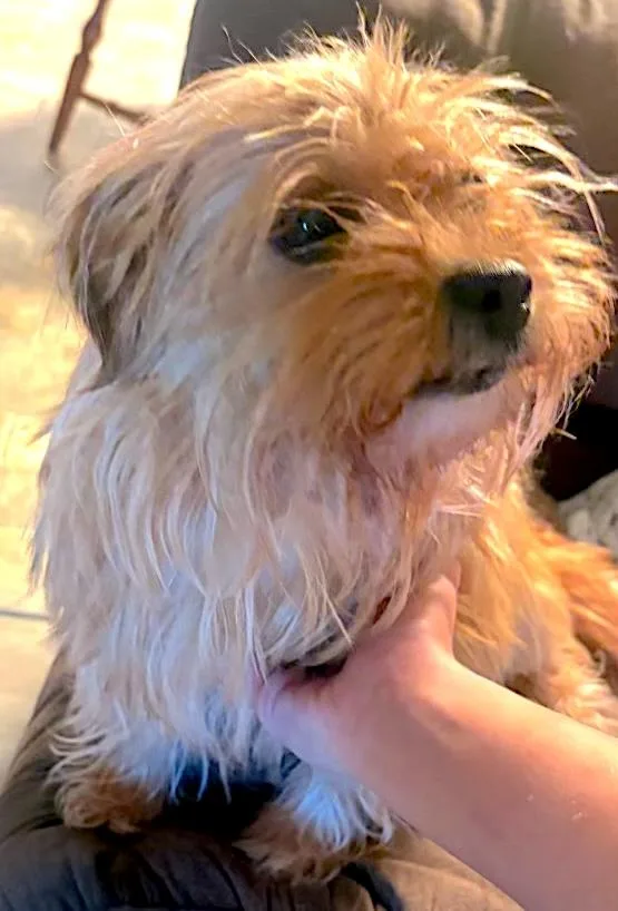 Bailey thumbnail 4