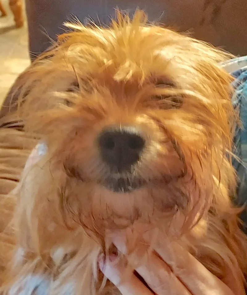 Bailey thumbnail 5
