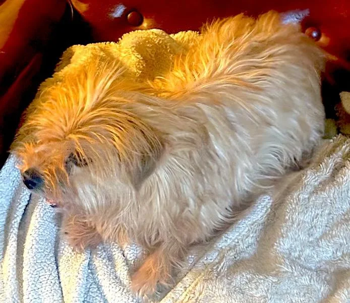 Bailey thumbnail 6
