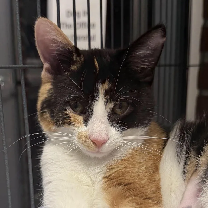 A baby medium-sized female Calico Domestic Short Hair cat named Miss puff for adoption in Camden, DE