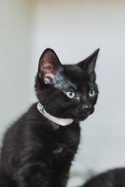 A baby small-sized male Domestic Short Hair cat named a Daisy Petco West for adoption in North Charleston, SC