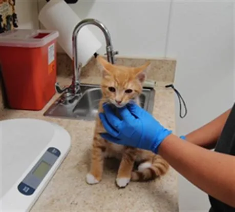 A baby small-sized male Domestic Short Hair cat named Gourd Ramsey for adoption in Albuquerque, NM