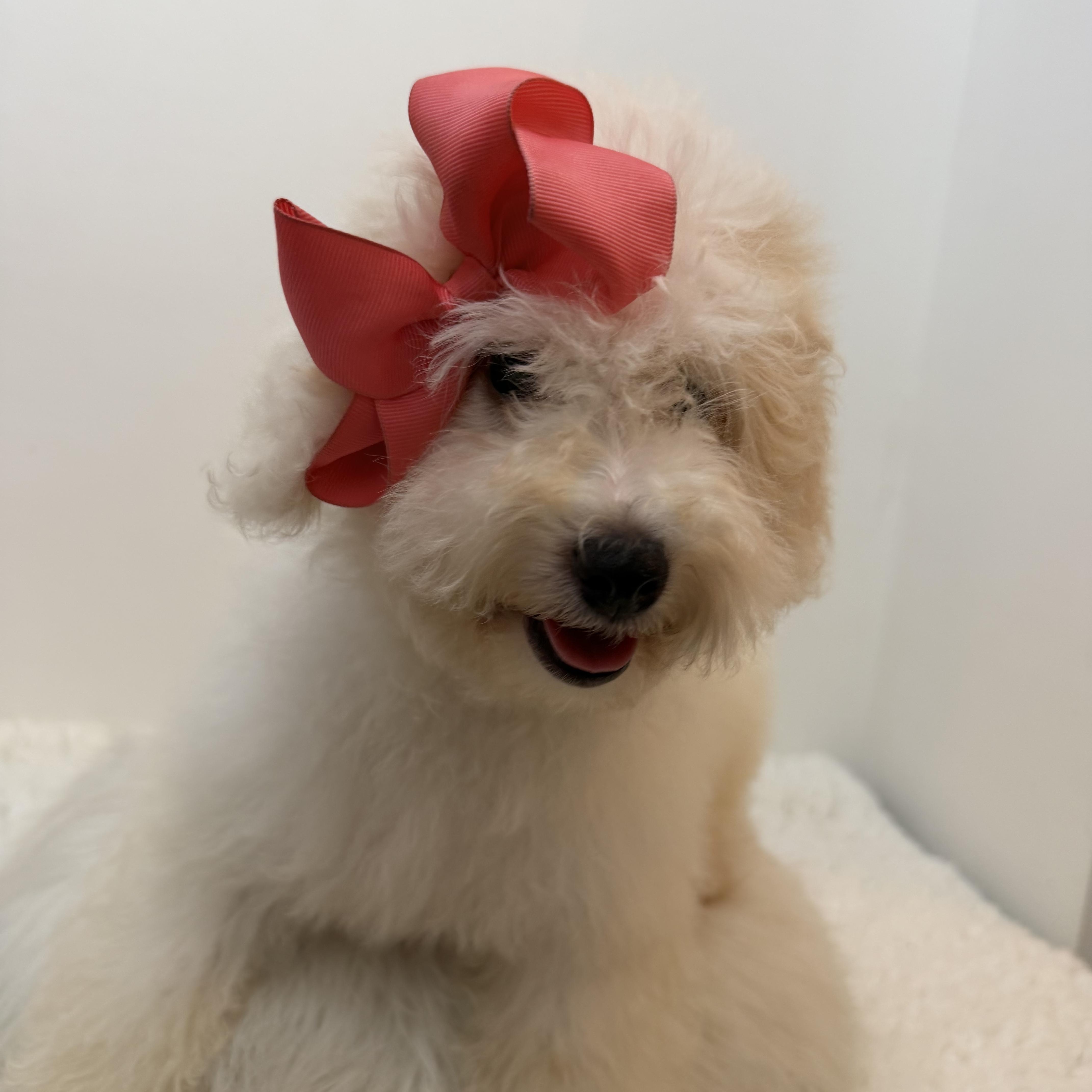 A baby small-sized female Apricot / Beige Goldendoodle dog named Martha for adoption in Wrightstown, NJ