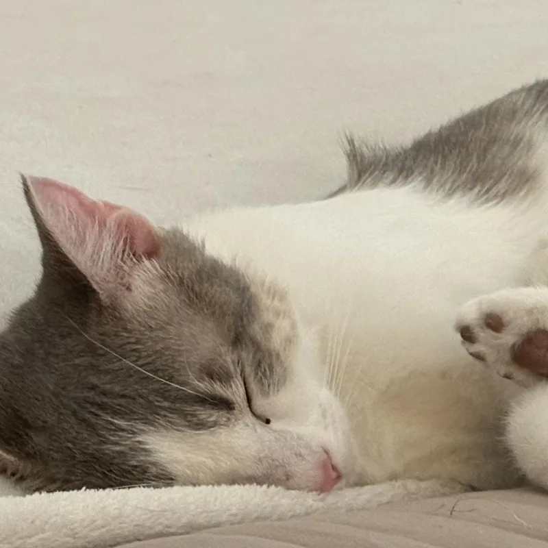 A baby medium-sized female Buff / Tan / Fawn Domestic Short Hair cat named Nora for adoption in Denver, NC