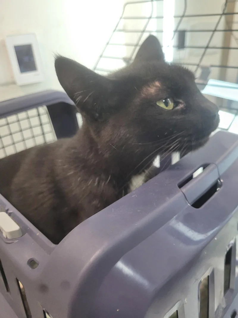 A young medium-sized female Black Domestic Short Hair cat named Bellatrix for adoption in Coralville, IA