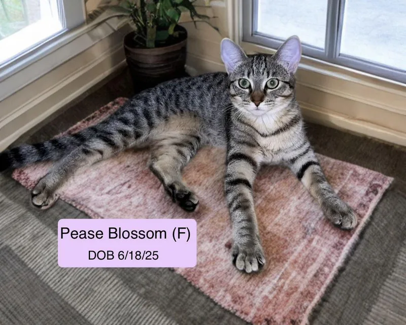 Pease Blossom