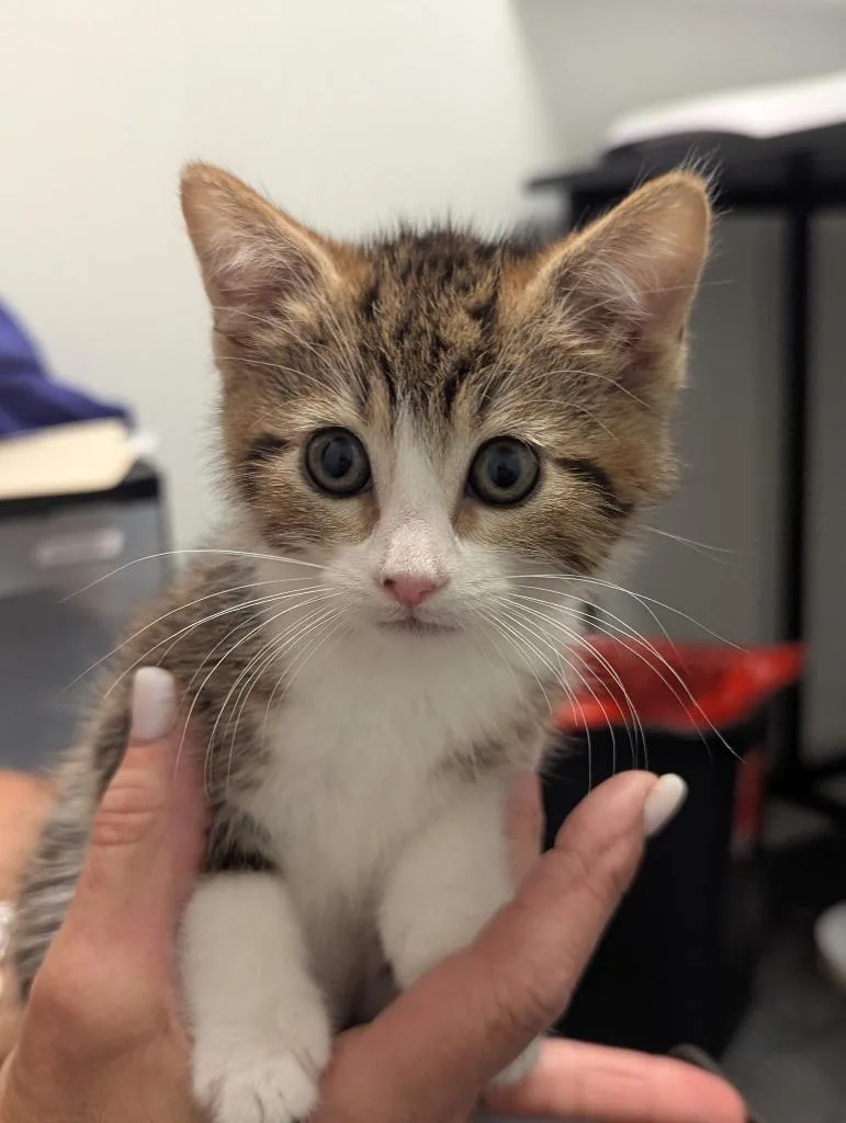 A baby medium-sized female Domestic Short Hair cat named Amelica for adoption in St. Cloud, MN
