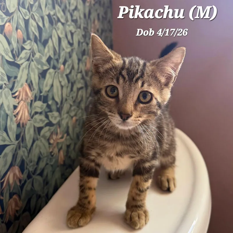 A baby medium-sized male Tabby (Brown / Chocolate) Domestic Short Hair cat named Pikachu for adoption in Concord, CA