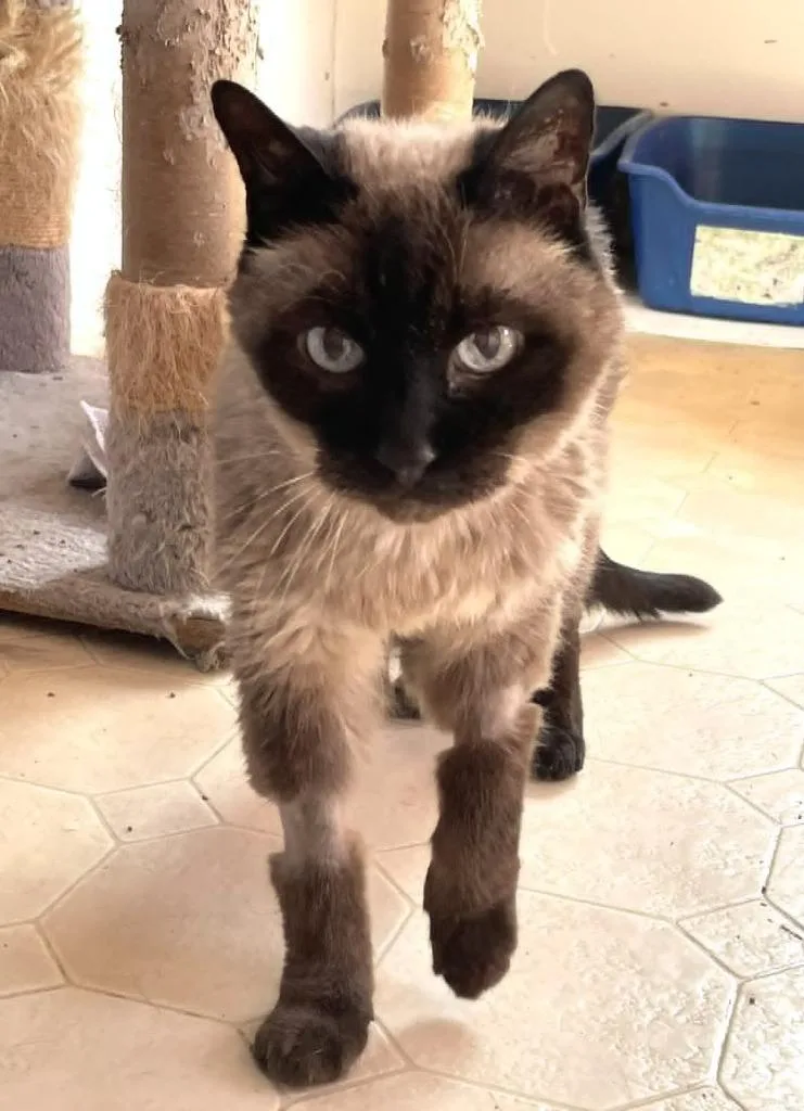 A senior large-sized male Domestic Short Hair cat named Raj for adoption in Ogden, UT