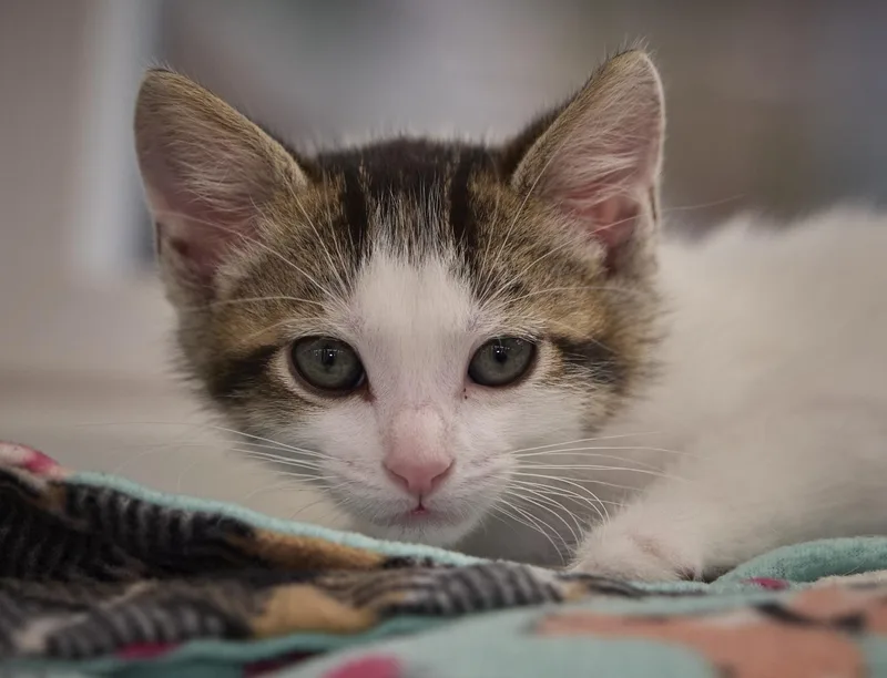 A baby medium-sized male Domestic Short Hair cat named Simba for adoption in Santa Barbara, CA