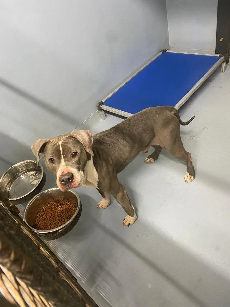 An adult medium-sized male Pit Bull Terrier dog named Mookie Betts for adoption in Cartersville , GA