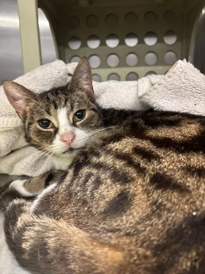 An adult medium-sized female Domestic Short Hair cat named Merlin for adoption in Lafayette, IN